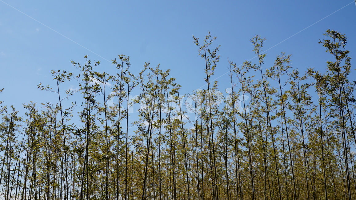 하늘,plant,식물,대나무,sky