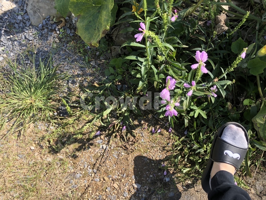 꽃,시골,flower,nature,spring,봄