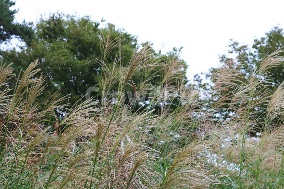 억새,풀,억새풀,식물,자연,벼과,벼과식물,들풀,두영,식물,자연,plants,nature