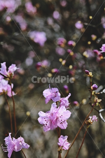 홍매화,flower,pink,tree,apricotflower,purple