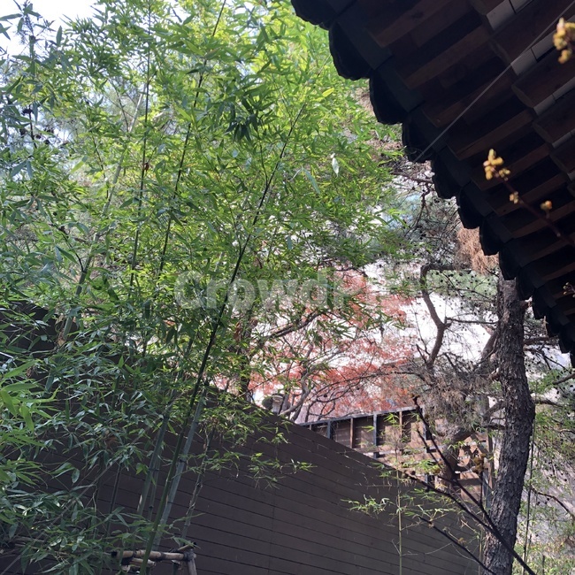 대나무,한옥,자연,나무,한국,tree,koreantraditionalhouse,전통