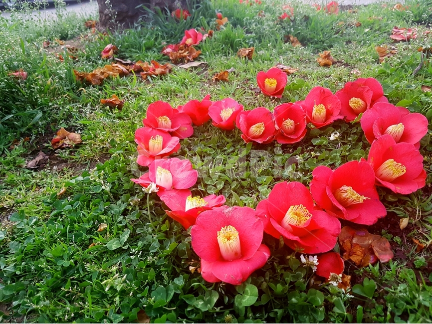 동백꽃,하트,사랑,바닥,시들다,꽃,한송이,제주도,제주,동백,잡초,봄,계절,spring,season,식물,자연,plants,nature,꽃,flower,연인,커플,사랑,lover,couple,감정표현,기분,feeling,emotion,연출,컨셉,콘셉,direction,concept,plant,blossom