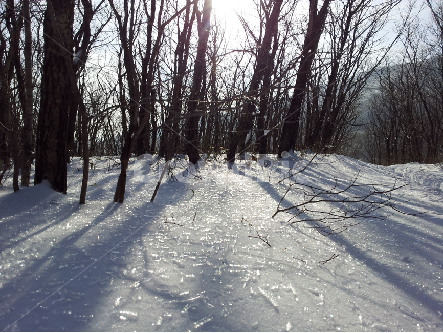 겨울,설경,눈,계절,winter,겨울,계절,winter,season,자연,풍경,nature,landscape,식물,plants,나무,trees,wood,flare,플레어,light,빛