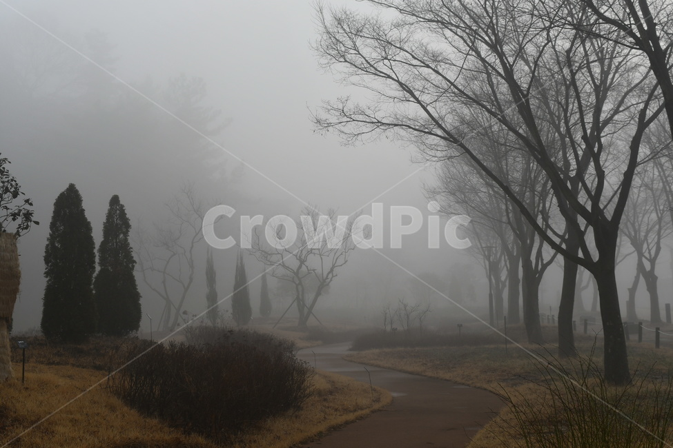 안개,감성,감성사진,나무,신비,몽환,nature,weather,outdoors