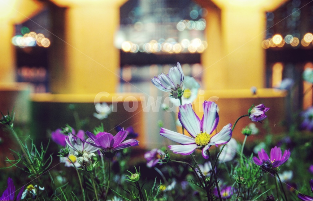 plant,식물,river,야경,flower,꽃,nightview,강,빛,light,식물,자연,plants,nature,꽃,flower