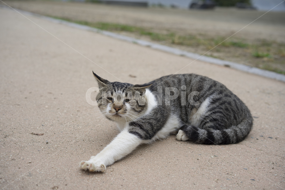 고양이,길고양이,나른한,고냥이,한가로운,동물,animal,포유류,mammal,고양이,cat,kitten,kitty