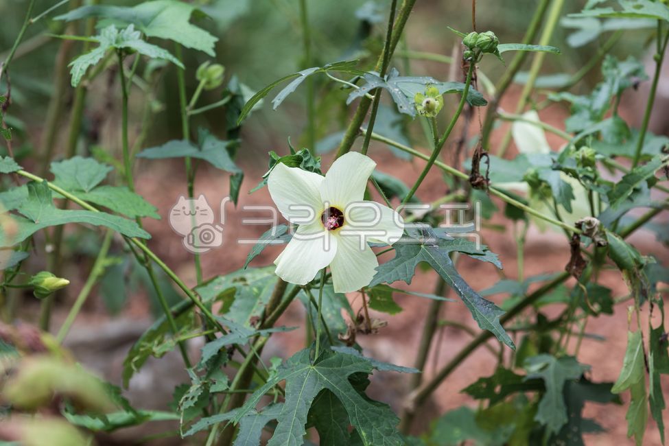 Dampul,In the plant,yellow,petal,green,nature,lanceolate,abelmoschusmanihot,leaf,flower,outdoor,angiosperms,dicotyledonous plant,Hwang Chokgyu,plant,sunsetmuskmallow,sunsethibiscus,annual plant