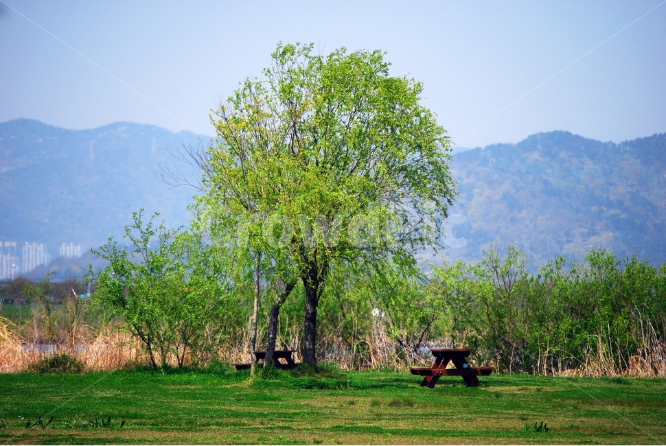 공원,벤치,나무,식물,잔디,의자,자연,풍경,nature,landscape,식물,plants,나무,trees,wood,outdoors,옥외,tree,plant