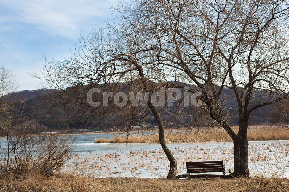 강,강가,강변,산책길,산책로,남한강,북한강,한강,두물머리,양수리,의자,벤치,쓸쓸한,외로운,빈의자,겨울,추위,갈대,습지,결빙,얼음,연못,나무,바람,갈대밭,갈대섬,풍경,배경,강추위,한파,기상,한파특보,혹한,river,bench,lonely,ice,wind,winter,lake,pond,reed,reedfield,cold,coldsnap,자연,풍경,nature,landscape,식물,plants,나무,trees,wood,tree,plant,tree trunk,나무 줄기