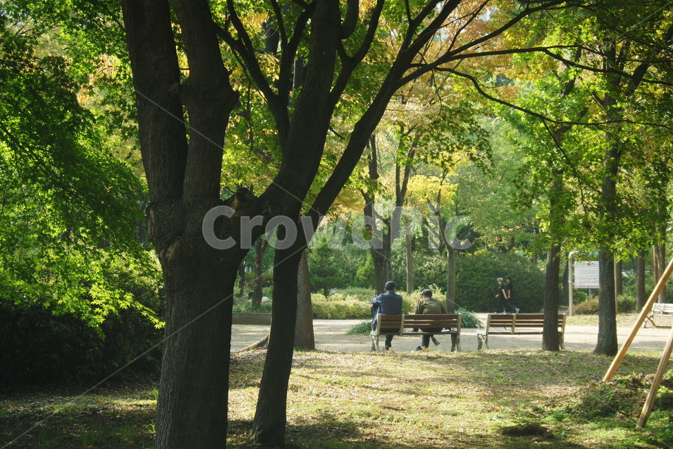 공원,공원풍경,벤치,공원벤치,자연,나무,tree,trees,bench,park,여유,감성,한적,싱그러움,휴식,산책