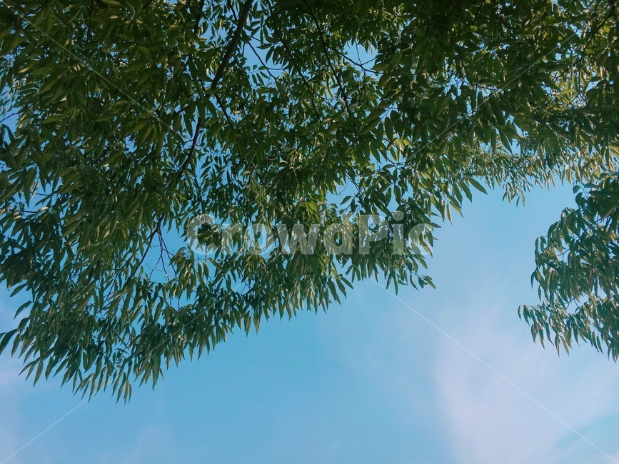 나무,여름,초록,하늘,tree,plant