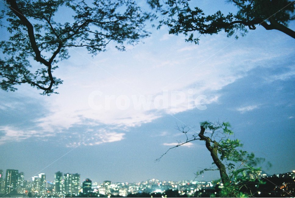 야경,city,도시,cityscape,도시야경,나무,건물,해질녘,도시불빛,야경,밤,풍경,nightscape,night,landscape,도시,city,한국도시풍경,한국도시경관,korea cityscape,감성,sensible,feeling,nature,자연,경치,outdoors,옥외,scenery,plant,식물,tree