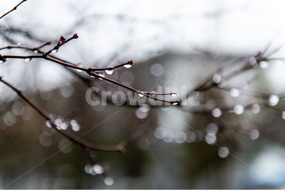 비,빗방울,봄비,물방울,봄,나무,식물,자연,plants,nature,비,비오는날,rain,rainy