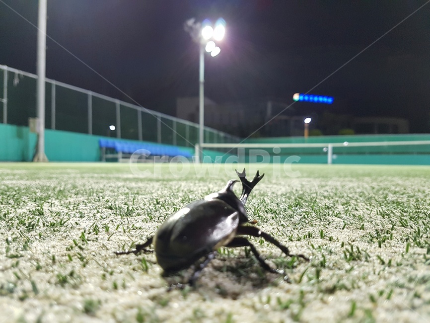 곤충,장수풍뎅이,도심,잔디,야간,저녁,동물,animal,곤충,벌레,insect,bug