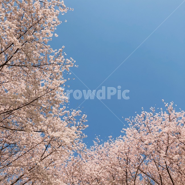 벚꽃,벚꽃나무,봄,소풍,데이트,하늘