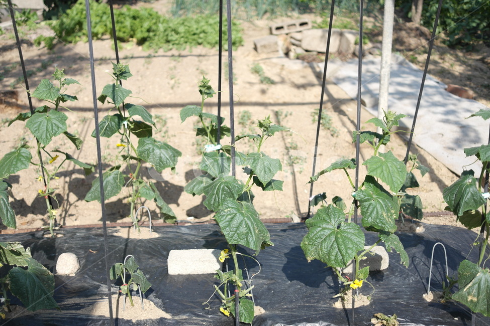 호박잎,텃밭,미니텃밭,호박,식물,pumpkin,kitchengarden