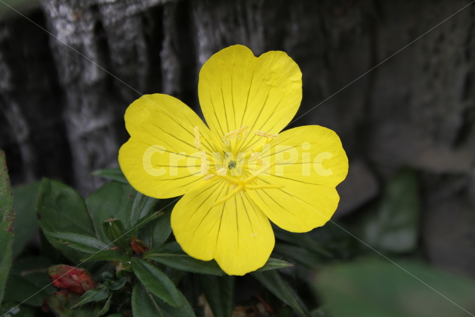 달맞이꽃,꽃,노랑,식물,eveningprimrose,식물,자연,plants,nature,꽃,flower