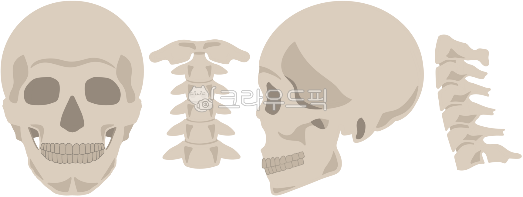 뼈,bone,해부,인체,골격,해골,사람,인간,뼈대,관절,얼굴,목뼈,머리,척추,목