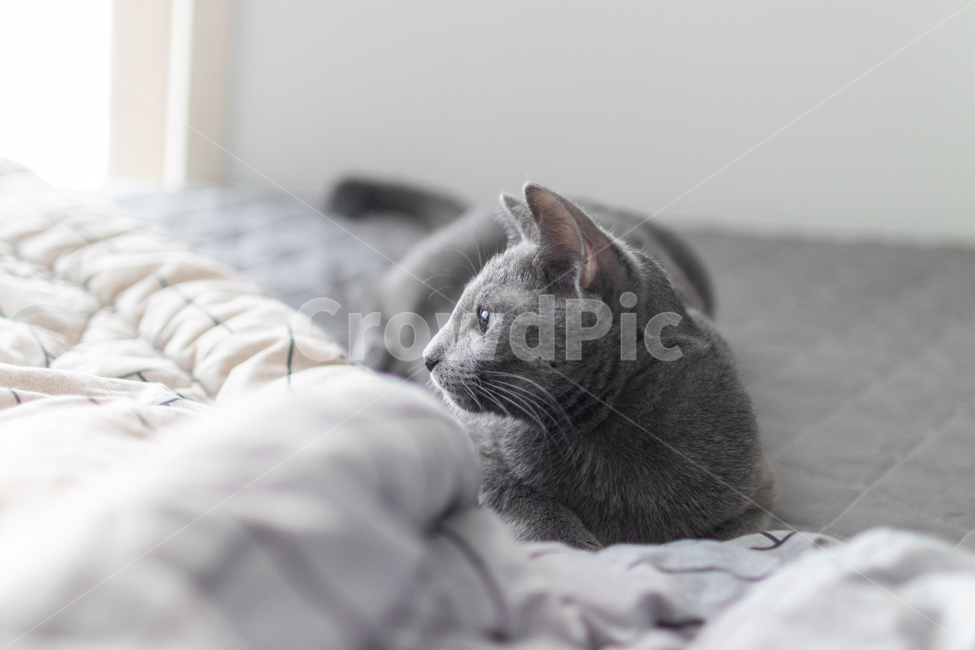 고양이,러시안블루,cat,동물,냐옹이,animal,russianblue,lovely,동물,animal,포유류,mammal,고양이,cat,kitten,kitty