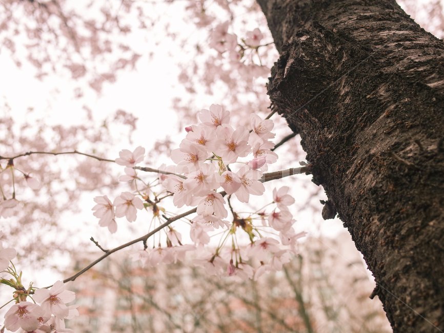 벚꽃,벚꽃나무,감성사진,흐린날,뚝방,중랑천,나무,자연,봄,계절,spring,season,식물,자연,plants,nature,꽃,flower,plant