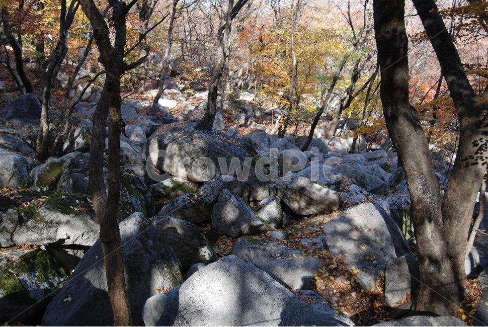 금정산,부산광역시,100대명산,등산로,자연,자연,풍경,nature,landscape,한국자연풍경,한국자연경관,korea nature landscape,plant,식물,tree,나무,rubble,파편,tree trunk,나무 줄기