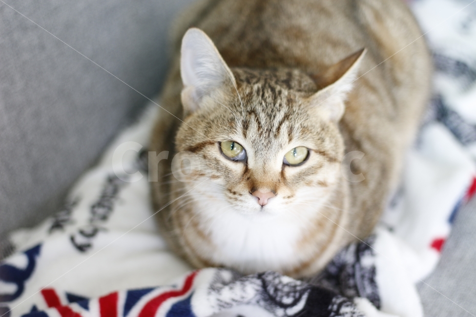 고양이,반려동물,유기묘,길냥이,애완동물,cat,pet,kitten,아기고양이,코숏,코리안숏헤어,동물,animal,캣맘,캣대디,동물,animal,고양이,cat,kitten,kitty,포유류,mammal