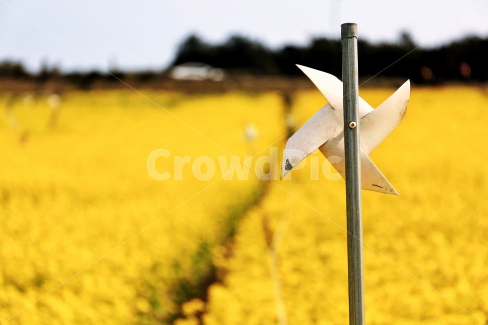 바람개비,유채꽃,제주도,꽃밭,꽃길,유채꽃밭,감성,제주,색감,심도,아웃포커스,여행,봄,계절,spring,season,사물,물건,오브젝트,thing,object,matter