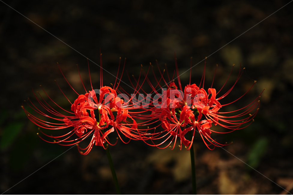 함양,상림공원,꽃무릇,상사화,꽃,식물,자연,plants,nature,꽃,flower