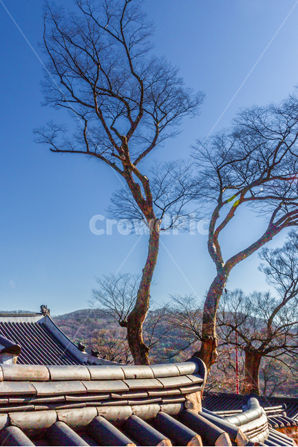 고목,기와,선,고궁,문화유산,한국전통,한국문화,korean traditional,korean culture,식물,자연,plants,nature,나무,trees,wood,건축물,건물외관,exterior,building,structure,architecture,construction