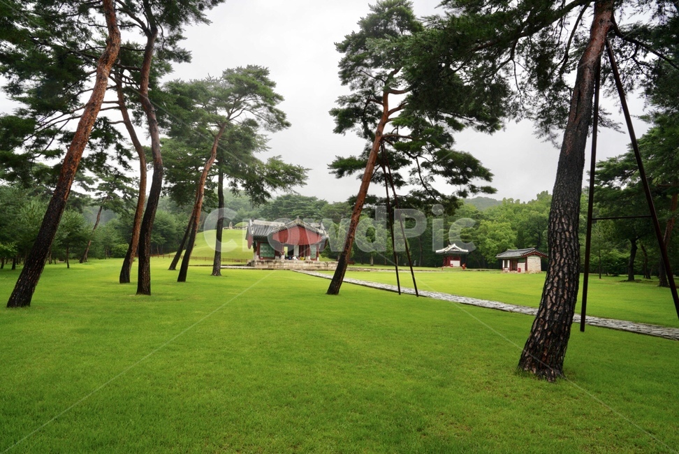 서울,왕릉,자연,소나무,풍경