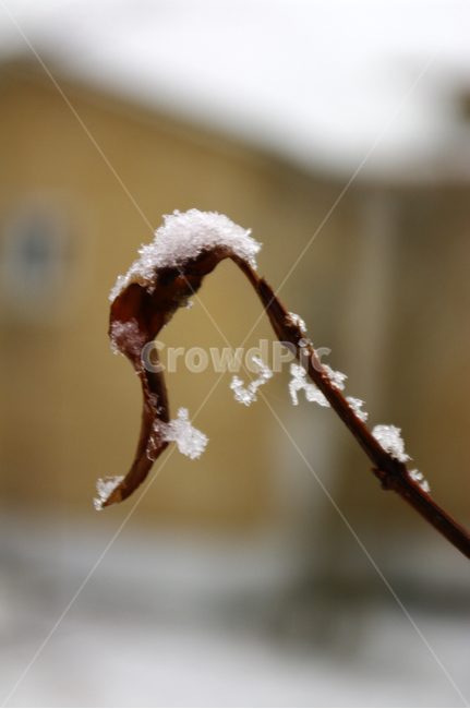 겨울,winter,잎,눈,show,겨울,계절,winter,season