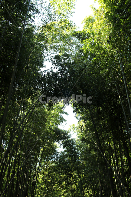 담양,죽녹원,대나무,대나무숲,나무,자연,풍경,nature,landscape,plant,식물,bamboo