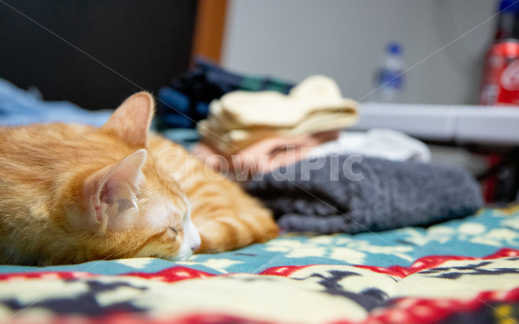 고양이,치즈고양이,치즈태비,코숏,코리안숏헤어