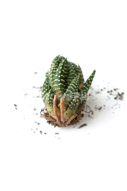 cacti,cactus,closeup,green,highview,macro,natural,plant,soil,succulents,white,식물,자연,흙,다육이,선인장,다육식물,녹색,그린,흰배경,탑앵글,탑뷰,뿌리,모래
