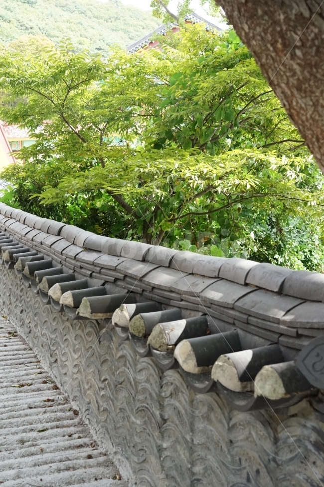 풍경사진,담벼락,나무,자연,한국적,건축물,건물외관,exterior,building,structure,architecture,construction,한국전통,한국문화,korean traditional,korean culture