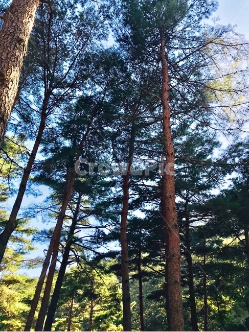 숲,나무,산림,하늘,청량,초록,파랑,식물,자연,plants,nature,나무,trees,wood