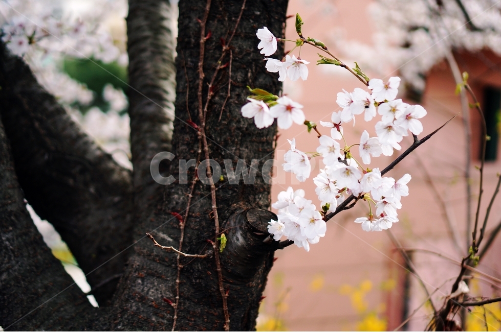 벚꽃,벚꽃나무,봄,봄꽃,벚꽃잎,벚나무,봄,계절,spring,season,식물,자연,plants,nature,꽃,flower,plant