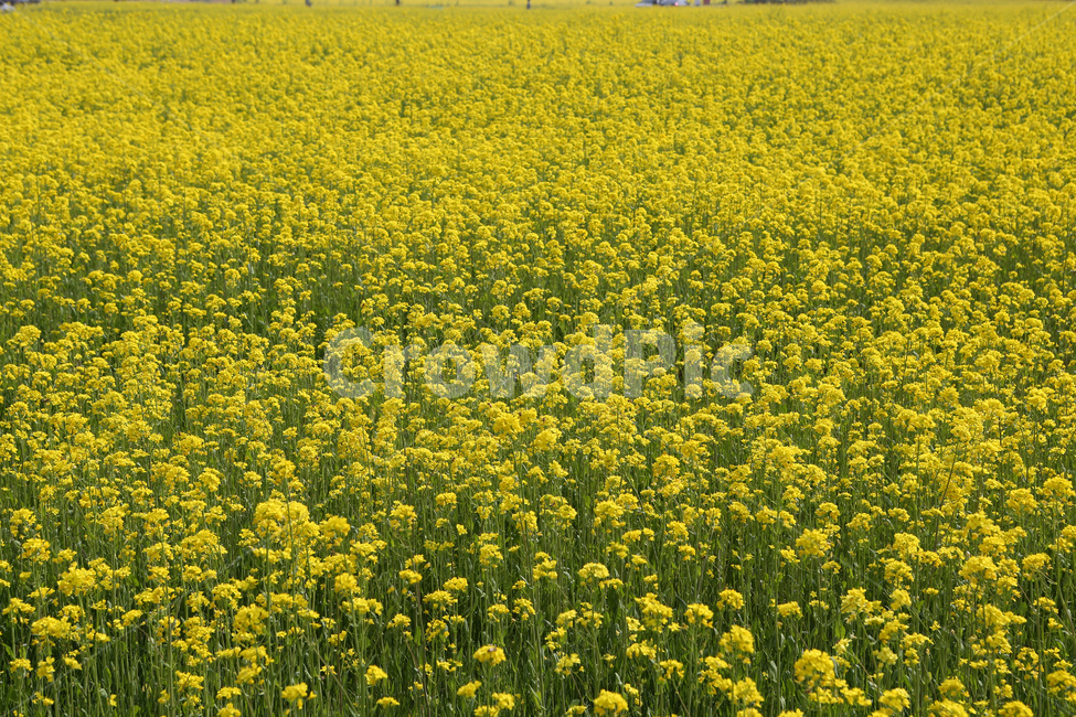 풍경,유채꽃,봄,노란색,남녘의봄,봄,계절,spring,season,자연,풍경,nature,landscape,field,들,outdoors,옥외,grassland,목초지