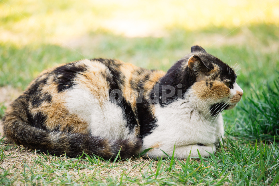 냥냥이,고양이,캣,cat,길고양이,삼색이,동물,animal,포유류,mammal,고양이,cat,kitten,kitty