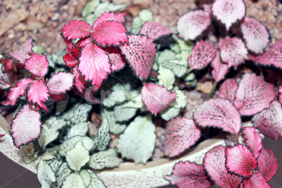 빨간색,잎사귀,화분,식물,leaf,red,식물,자연,plants,nature