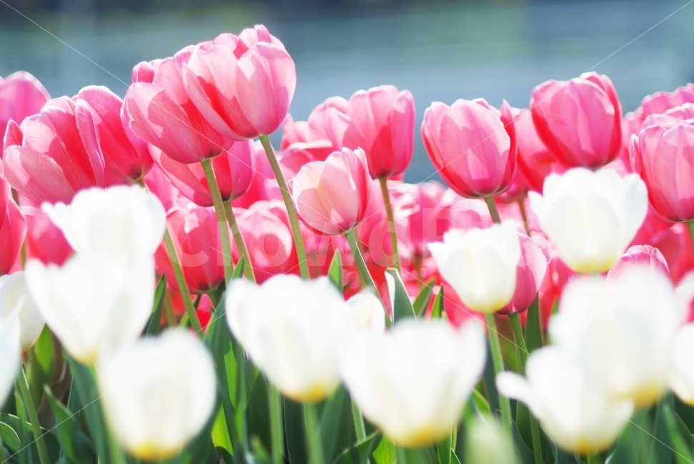 봄,튤립,봄꽃,분홍튤립,tulip,꽃밭,flowers,봄,계절,spring,season,식물,자연,plants,nature,꽃,flower,감성,sensible,feeling,plant,blossom