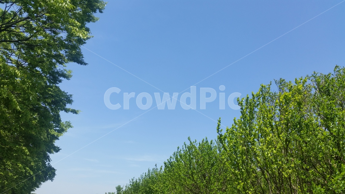 하늘,나무,자연,파랑,배경,자연,풍경,nature,landscape,tree,plant,식물