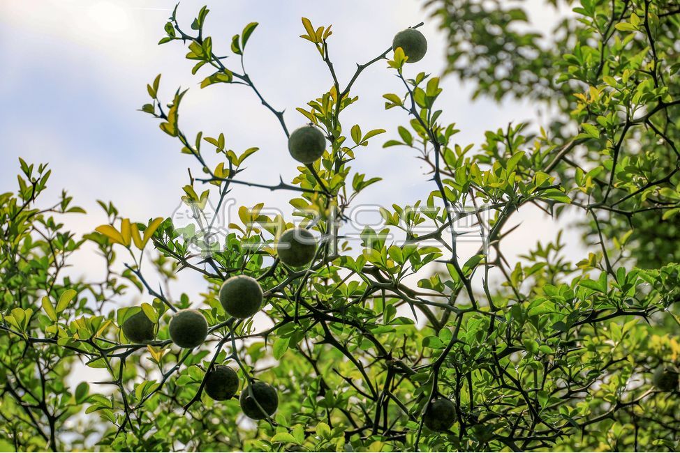 탱자,탱자나무,가시,식물,열매,과일,한약재