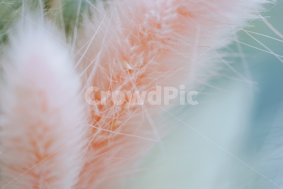 감성,꽃,접사,인테리어,식물,자연,감성,sensible,feeling,색깔,색상,색채,색감,color sense,color sensitivity,feeling of color