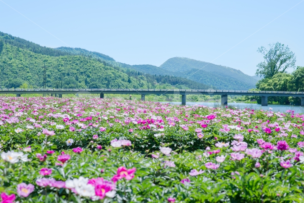 화순,둔동마을,작약,작약꽃,꽃,꽃밭,여름,자연,풍경,nature,landscape,여름,계절,summer,season,plant,식물,outdoors,옥외
