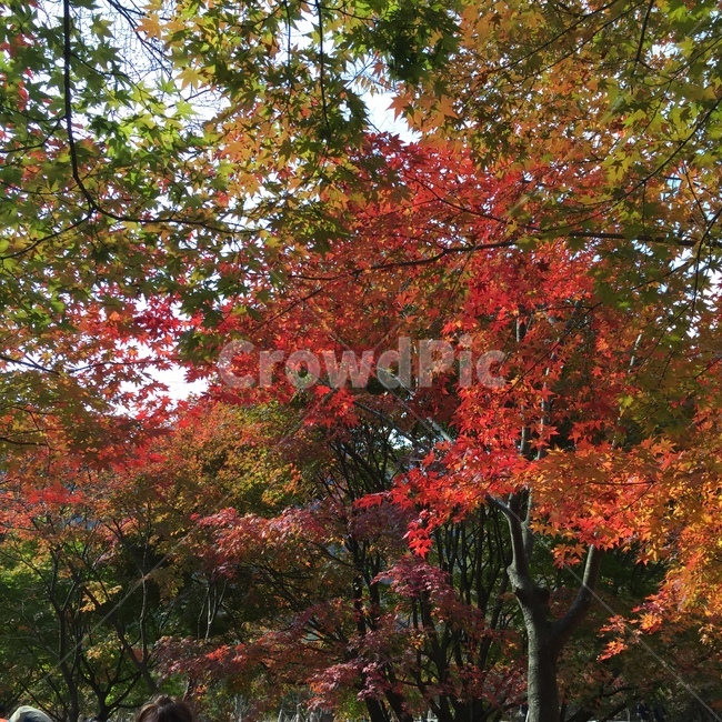 가을,단풍,단풍나무,단풍잎,울긋불긋,주황