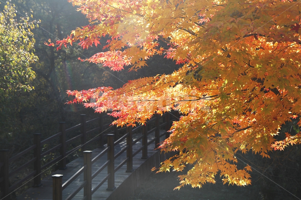 가을풍경,단풍나무,단풍나무와다리,단풍잎,감성사진,가을,계절,fall,autumn,season,식물,자연,plants,nature,leaf,잎,plant,tree,나무,maple,단풍