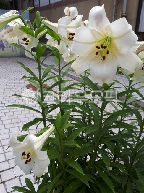 백합,lily,flower,꽃,성모백합