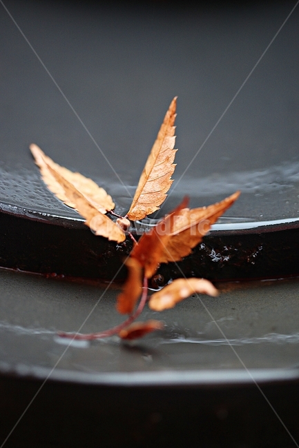 단풍,낙엽,가을,울긋불긋,나무잎,잎,식물,자연,가을,계절,fall,autumn,season,식물,자연,plants,nature