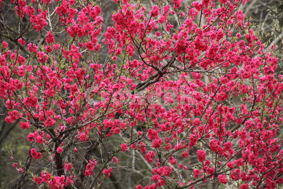 만첩홍도,복사꽃,복숭아나무,복사나무,peach,Prunuspersica,식물,자연,plants,nature,꽃,flower